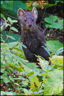 - Brown and White Pine Marten
Standing Up, Glacier NP -