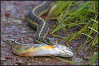 - Butler's Garter Snake Eating an Endangered Bull Trout, Glacier NP -