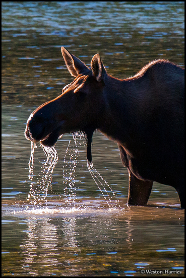 - Backlit Cow Moose Silhouette
with Dripping Water, Glacier NP -