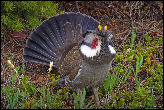 - Male Grouse in Full Display, Glacier NP -