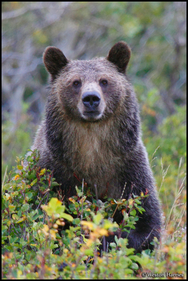 - Grizzly Bear Sow Standing Up, Glacier NP -
