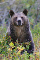 - Grizzly Bear Sow Standing Up, Glacier NP -