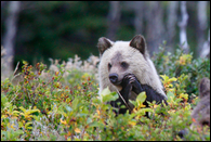 - Blonde Grizzly Bear Cub with Claws Clasped, Glacier NP -