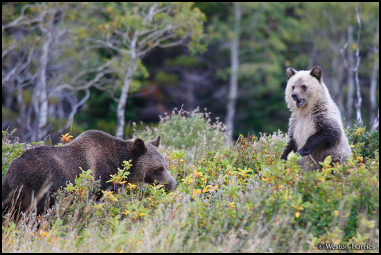 - Grizzly Bear Sow and Standing Blonde Cub with Mouth Open, Glacier NP -