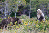- Grizzly Bear Sow and Standing Blonde Cub with Mouth Open, Glacier NP -