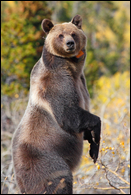 - Collared Grizzly Bear Sow Standing Up, Glacier NP -