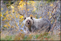 - Blonde Grizzly Bear Cub with Fall Colors Behind, Glacier NP -