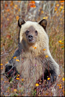 - Blonde Grizzly Bear Cub Standing Up, Glacier NP -