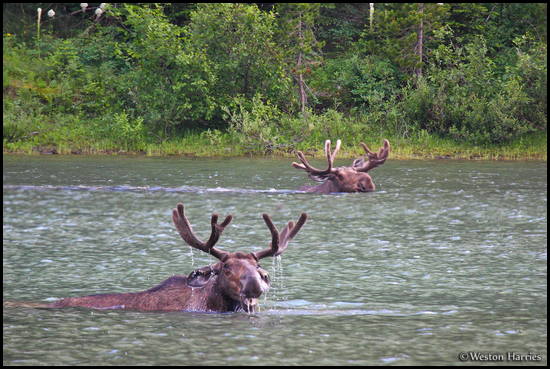- Two Bull Moose Swimming in Fishercap Lake, Glacier NP -