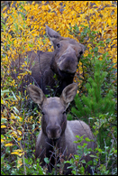 - Cow Moose and Calf, Surrounded by Fall Colors, Glacier NP -