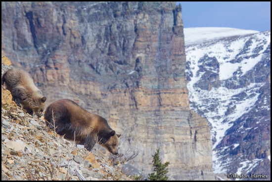- Grizzly Bear Sow and Blonde Cub on a Cliff
with Mountains Behind, Glacier NP -