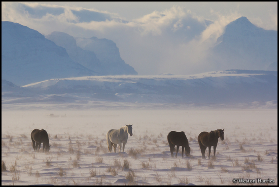 - Horses in a Snowy Pasture Below Big Peaks, Glacier NP -