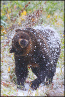 - Grizzly Bear Sow Shaking Off
Heavy Snow, Glacier NP -