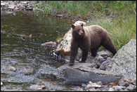 - Black Bear Sow at the Edge of a Creek, Glacier NP -
