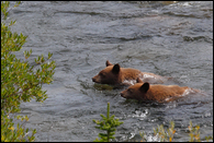 - Two Black Bear Cubs Swimming Across a Creek, Glacier NP -