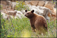- Black Bear Cub, Glacier NP -