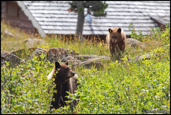 - Black Bear Sow and Cub Behind Many Glacier Cabin, Glacier NP -