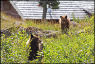 - Black Bear Sow and Cub Behind Many Glacier Cabin, Glacier NP -