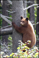 - Black Bear Cub Climbing a Pine Tree, Glacier NP -