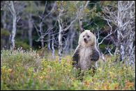 - Blonde and Black Grizzly Bear Cub Standing Up, Glacier NP -