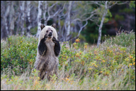 - Blonde and Black Grizzly Bear Cub Standing Up with Arms Raised, Glacier NP -