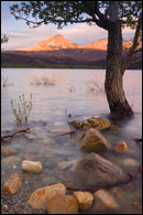 - Cottonwood Tree and Stones in the Shallows of St. Mary Lake at Sunset, Glacier NP -