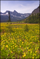 - Meadow Full of Glacier Lillies in the Belly River Area Near Helen Lake, Glacier NP -
