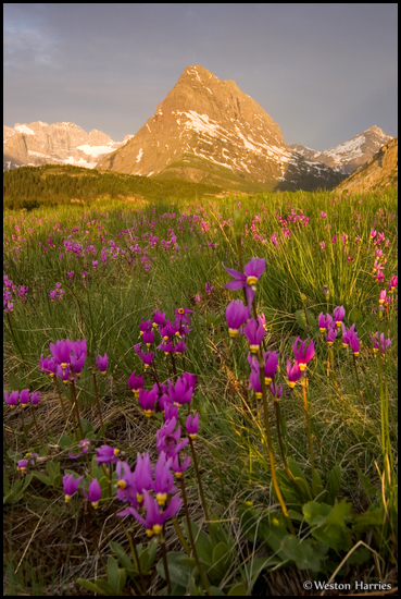 - Shooting Star Wildflowers in a Meadow Below Grinnell Point at Sunrise, Glacier NP -