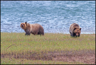 - Two Grizzly Bears (Siblings), Glacier NP -