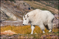 - Mountain Goat, Glacier NP -
