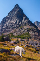 - Mountain Goat Below
Gunsight Mountain, Glacier NP -