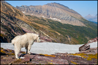 - Mountain Goat Looking Towards
Fusillade Mountain, Glacier NP -