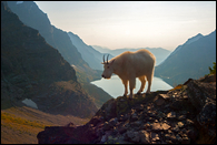 - Mountain Goat Perched Above
Lake Ellen Wilson, Glacier NP -