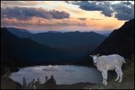 - Mountain Goat Perched Above
Lake Ellen Wilson at Sunset, Glacier NP -