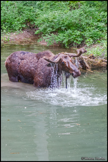 - Bull Moose Feeding
in Moose Country Pond, Glacier NP -