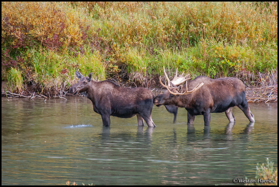 - Bull Moose and Cow in the St. Mary River, Glacier NP -
