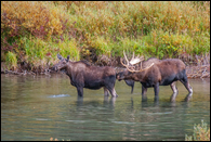 - Bull Moose and Cow in the St. Mary River, Glacier NP -