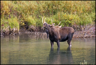 - Bull Moose in the St. Mary River, Glacier NP -