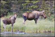 - Cow Moose and Calf Exiting the Water, Glacier NP -