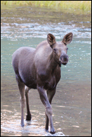 - Moose Calf Trotting Through Water, Glacier NP -