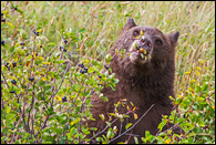 - Cinnamon Colored Black Bear
Feeding on Huckleberries, Glacier NP -