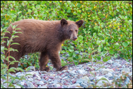 - Cinnamon Colored Black Bear Cub, Glacier NP -