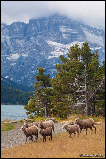 - Bighorn Sheep Ewes and Juveniles
Below Mt. Gould, Glacier NP -