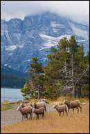 - Bighorn Sheep Ewes and Juveniles
Below Mt. Gould, Glacier NP -