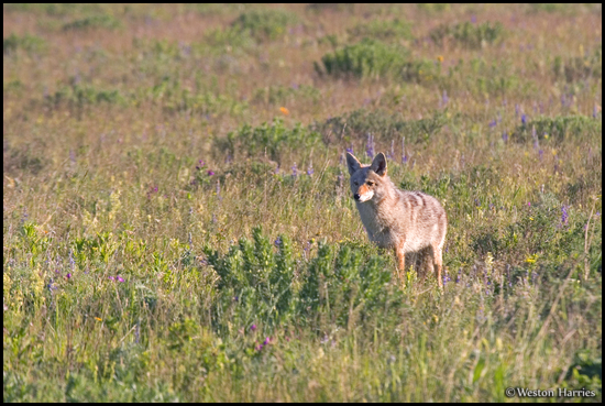 - Coyote in a Meadow, Glacier NP -