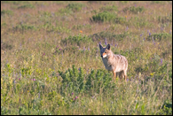 - Coyote in a Meadow, Glacier NP -