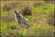 - Coyote Marking its Territory in a Meadow, Glacier NP -