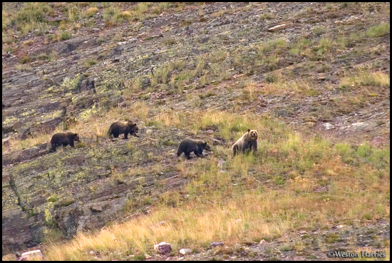 - Grizzly Bear Sow with Three Cubs Traveling Along an Open Slope, Glacier NP -