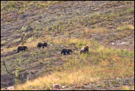 - Grizzly Bear Sow with Three Cubs Traveling Along an Open Slope, Glacier NP -