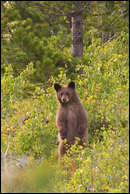 - Black Bear Cub Standing Up, Glacier NP -